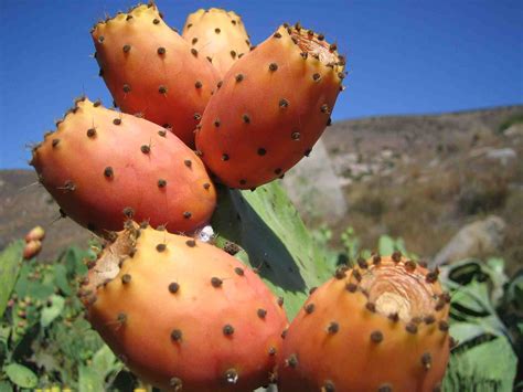 The Health Powers Of Prickly Pears Are Marvelous - Alkaline Valley