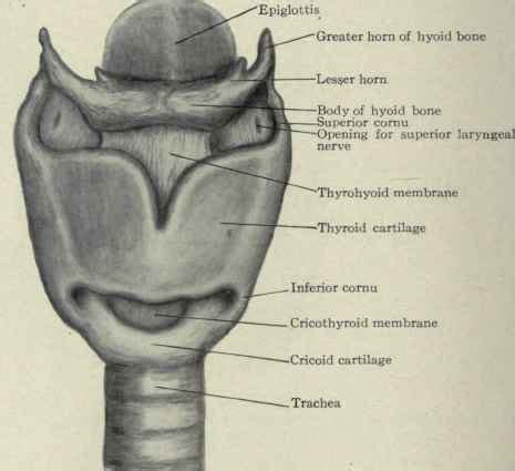 Cricoid cartilage - Location, Shape, Function and Pictures