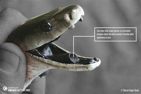 In photos: Anatomy of a black mamba | How it works | Earth Touch News