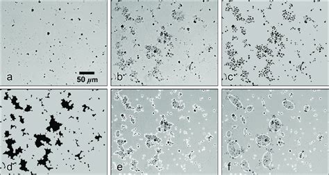 Microscope images of the particles and processing steps used to derive ...