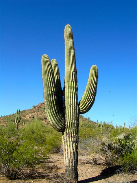 Desert Plants on Pinterest | Desert Plants, Desert Flowers and Cacti