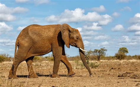 Kruger Safaris - Tembo Guest lodge