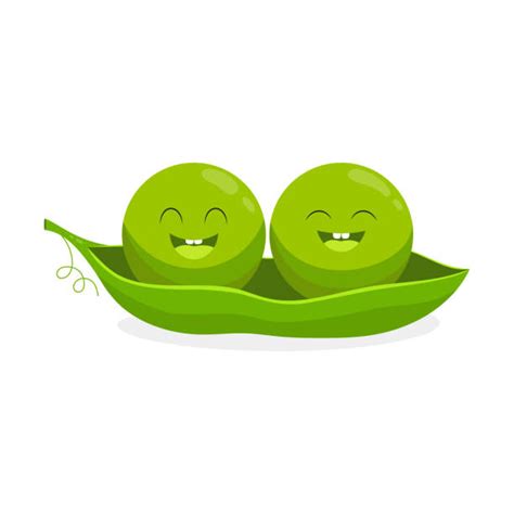 Peas Pod stock vectors - iStock