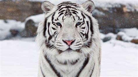 Feast your eyes on the 10 most beautiful animals in the world