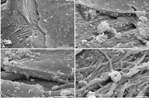 Figure 8 from The morphology and fine structure of the Ordovician ...