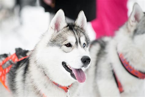 All About Alaskan Huskies: Training, Shedding, and Care | ASPCA Pet ...