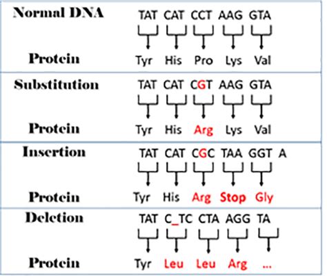 Learn from home--DNA