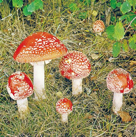 Fungus | Definition, Characteristics, Types, & Facts | Britannica