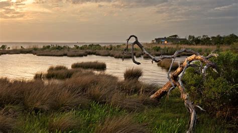 11 Facts About Salt Marshes and Why We Need to Protect Them | The Pew ...