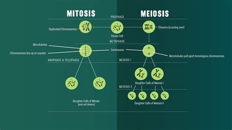 Mitosis And Meiosis - koplafairy