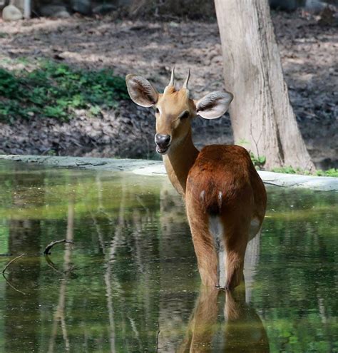 Wildlife Punjab