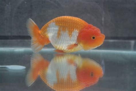 [2024] Goldfish Flukes: Symptoms, Treatment & Prevention Guide - Pet ...