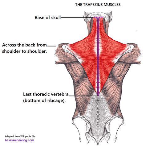 Trapezius Muscle: Anatomy, Function, Pain Causes | vlr.eng.br