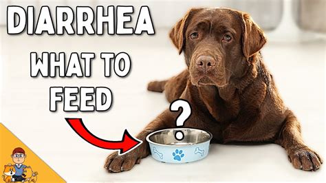 You're Feeding Your Dog With Diarrhea WRONG (Home Treatment Vet Advice ...