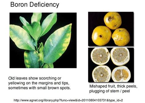 boron-deficiency5 | Citrus plant, Plant nutrients, Growing citrus