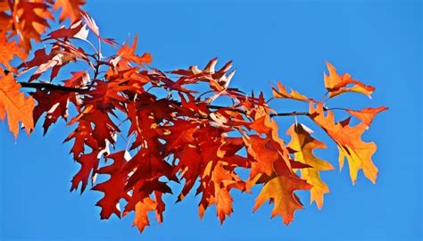 Premium Photo | Close up of autumn colored oak leaves in sunlight