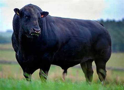 The Aberdeen-Angus cows. Description and characteristics of the breed