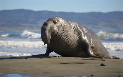 Elephant Seal Size Comparison