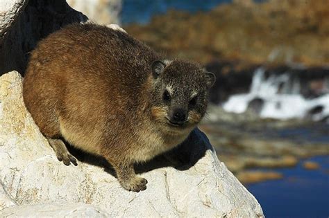 Picture 9 of 9 - Rock Hyrax (Procavia Capensis) Pictures & Images ...