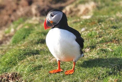 Puffin vs Penguin: What Are the Differences? - A-Z Animals