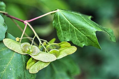 Maple Seeds Tree Nature - Free photo on Pixabay