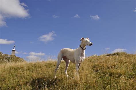 Greyhound Training Tips | Canna-Pet®