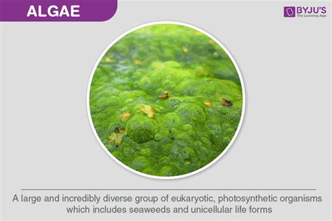 Algae - Definition, Characteristics, Types and Examples