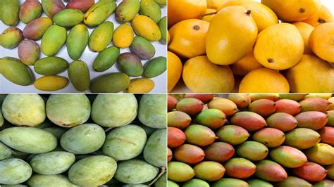 Food News | 6 Popular Varieties of Mangoes in India | 🍔 LatestLY