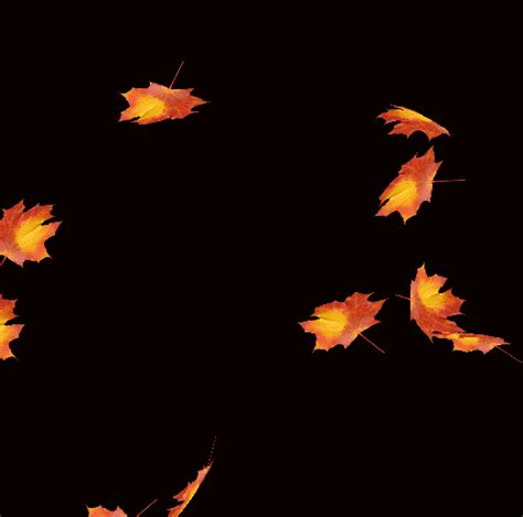 Leaves Falling Transparent Gif - Fall leaves transparent gif 2 » GIF ...