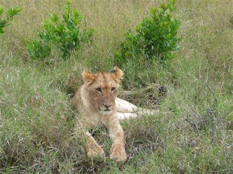 Lion,cub,kenya,wild,wildlife - free image from needpix.com