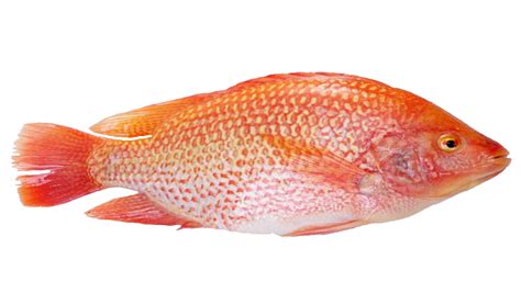 Tilapia Fish: Characteristics, types, breeding and more....