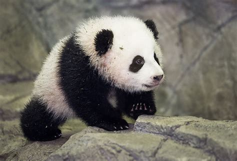 Washington Zoo Packed for Panda Cub Debut [Video] · Guardian Liberty Voice