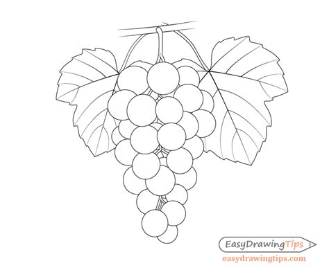 Update 153+ grapes picture drawing best - seven.edu.vn