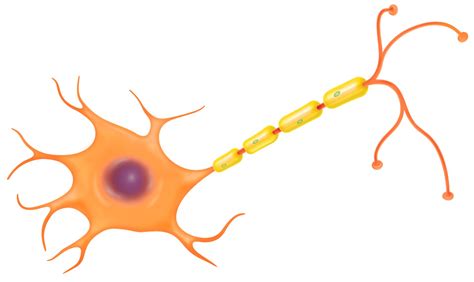 Nerve Cell Function | Nerve Cell Diagram | DK Find Out