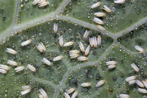 Whiteflies Invade the Panhandle | Gardening in the Panhandle