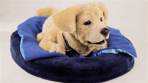 Robotic therapy puppies for seniors could start shipping next year ...