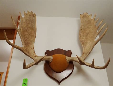 Moose antlers, plaque mounted, 10x10