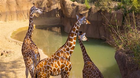 Dallas Zoo Tours - Book Now | Expedia