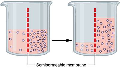 Osmosis - Wikipedia