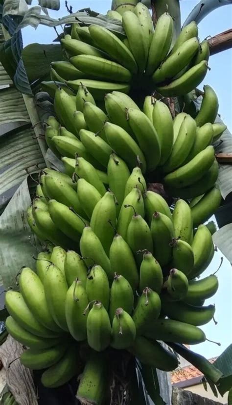 Bibit pisang raja sereh / raja palembang / kawesto / pisang susu ...