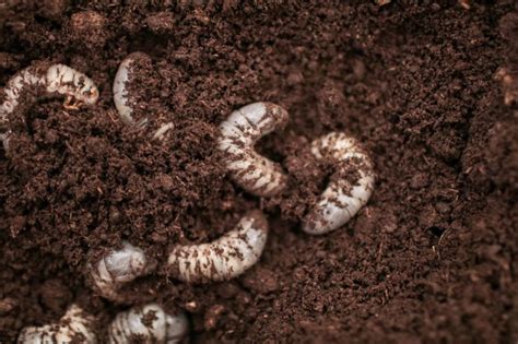 Potato Pests and How to Prevail Over Them - Food Gardening Network