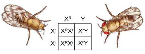 chromosomes | The Biology Corner