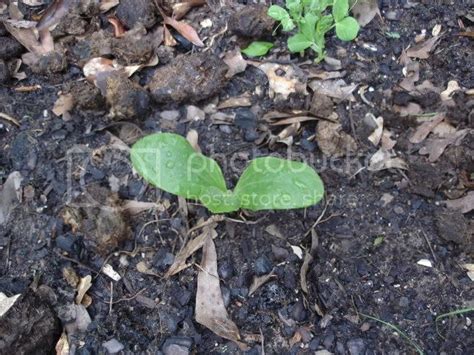 Growing Zucchini | Survivalist Forum