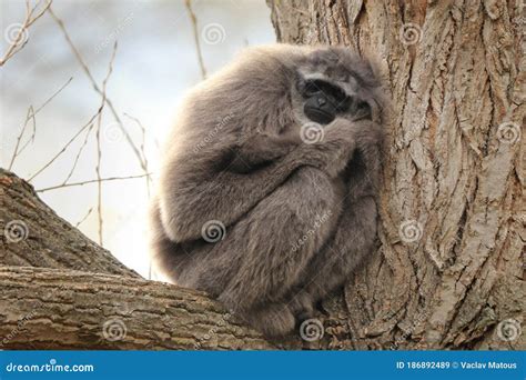 Silvery Gibbon, Hylobates Moloch, Monkey in the Nature Forest Habitat ...