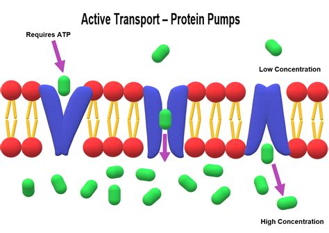 Types of transport — lesson. Science State Board, Class 10.