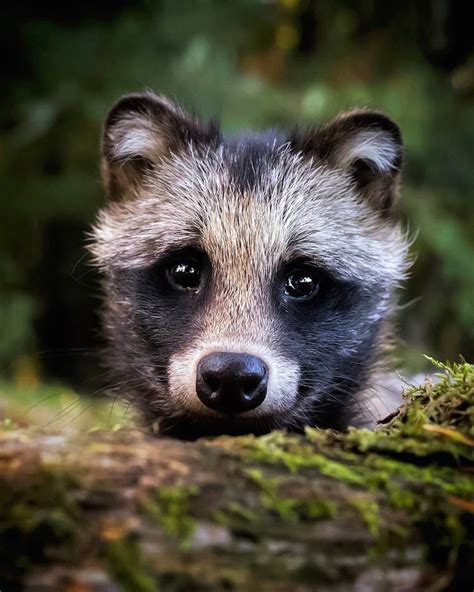 Photographer Captures Enchanting Photos of Finland’s Forest Animals