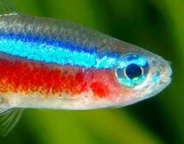 Cardinal tetra Facts, Size, Tank Mates, Care, Breeding, Water Parameters