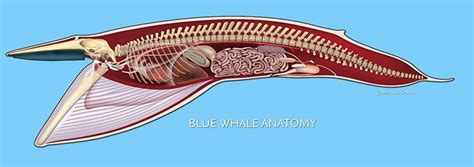 Blue Whale Anatomy - Marine Mammal Anatomy | Marine mammals, Mammals, Whale