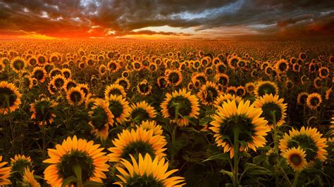 1920x1080 Sunflower Field Laptop Full HD 1080P ,HD 4k Wallpapers,Images ...