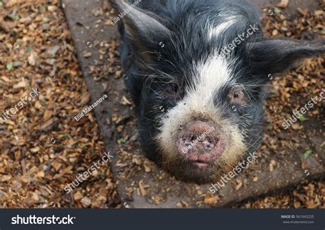 838 Pigs Rare Breeds Images, Stock Photos & Vectors | Shutterstock